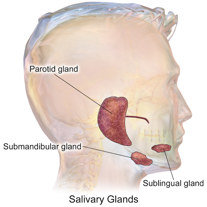 Obstructive Salivary Gland Disorder