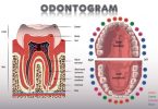 dentition diagram