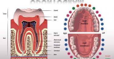 dentition diagram
