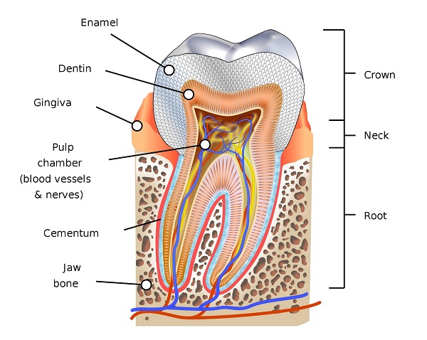 diagram of a tooth