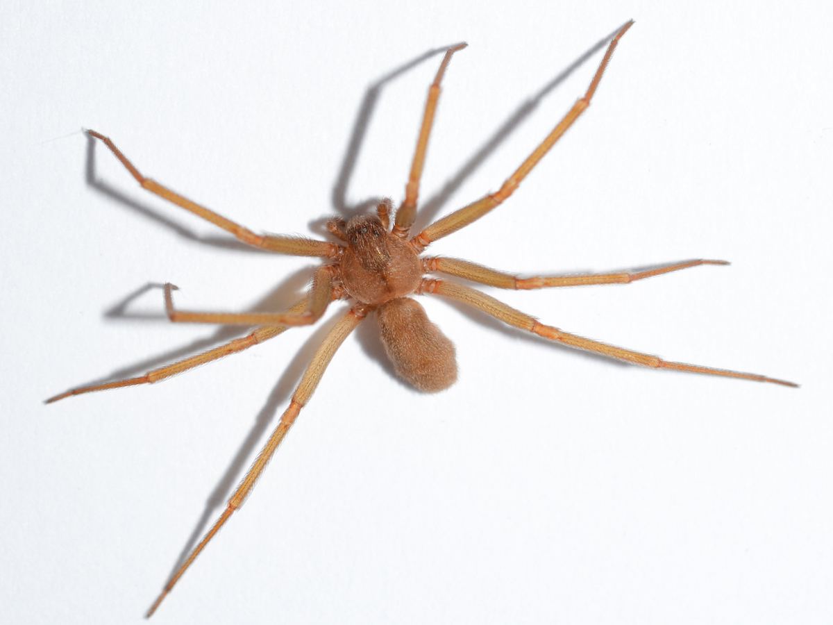 BROWN RECLUSE SPIDERS