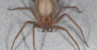 brown recluse bite
