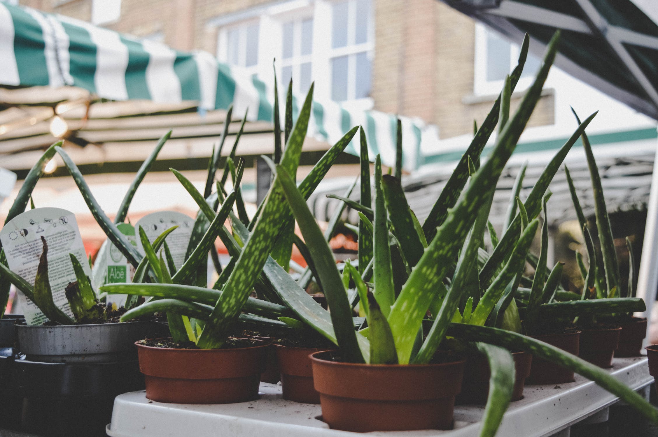 Aloe Vera plants on pots that can be placed inside the house